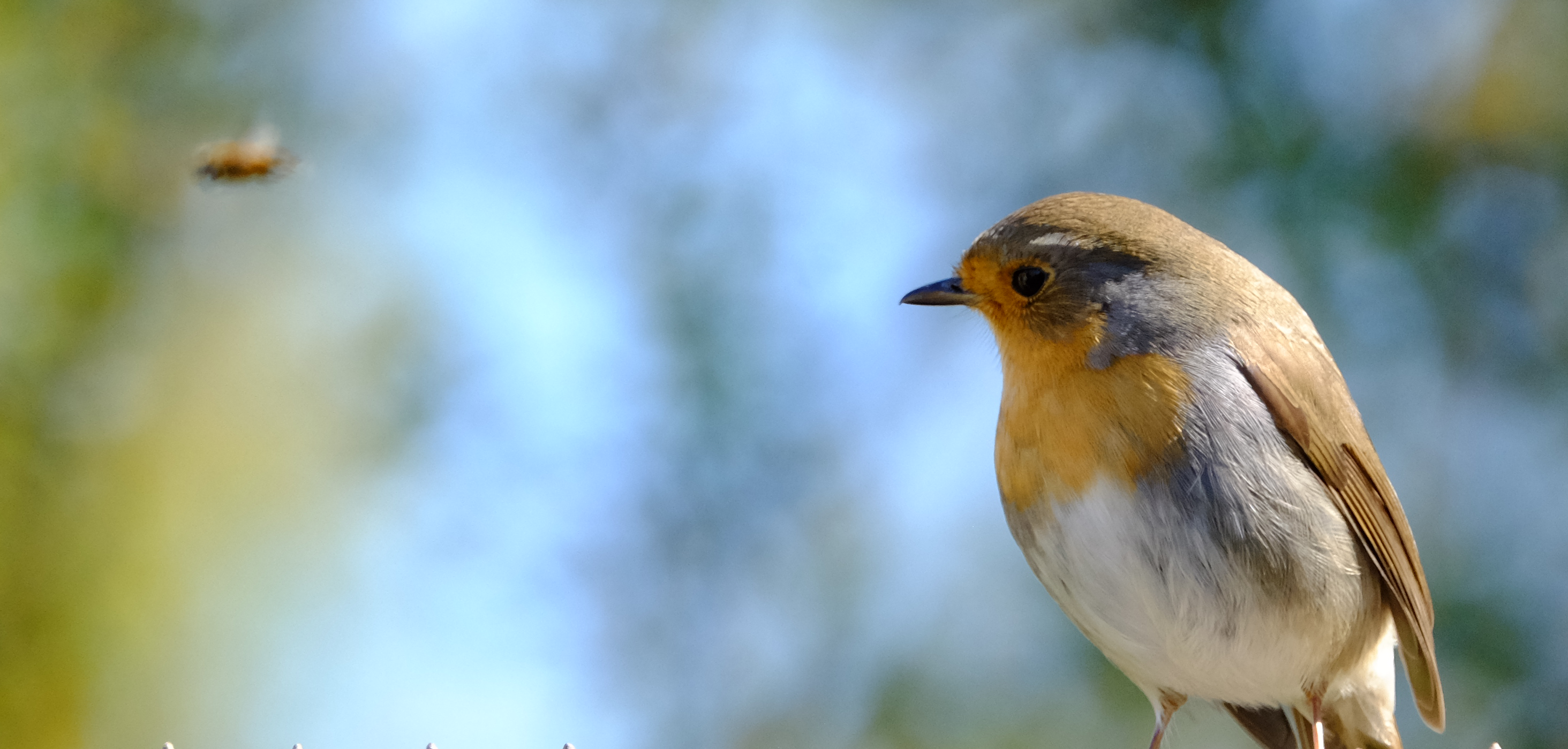 Figure 1: Fly for dinner?