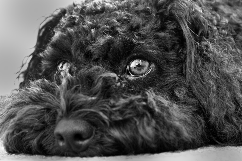 the eyes a doorway to the soul