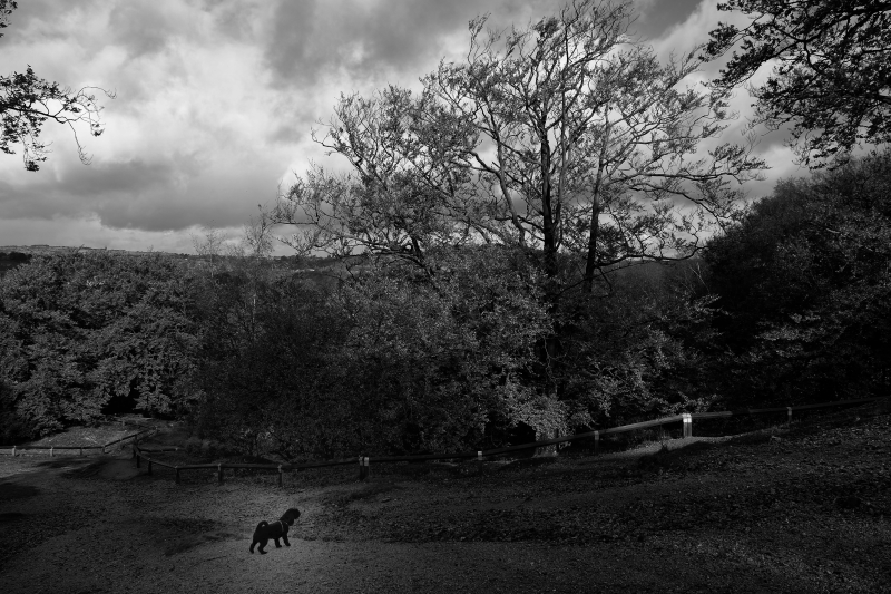 it&rsquo;s a big world but the light still shines on me. This is mostly unedited, a shaft of sunlight did genuinely hit the fence i&rsquo;ve merely enhanced the little one who was voraciously barking at the shaft of sunlight!